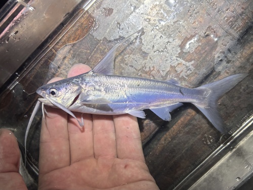 Cat fish (Bagre marinus) — Ariidae — 2