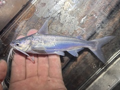 Gafftopsail Catfish photo 5