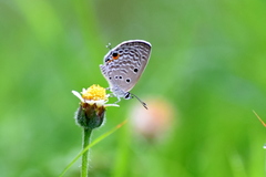 Luthrodes pandava