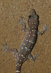 Hemidactylus prashadi