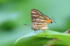 Cigaritis vulcanus