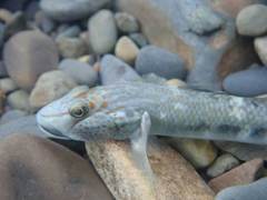 Rhinogobius gigas