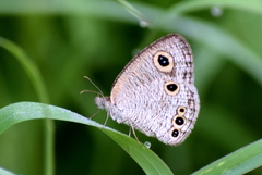 Ypthima huebneri
