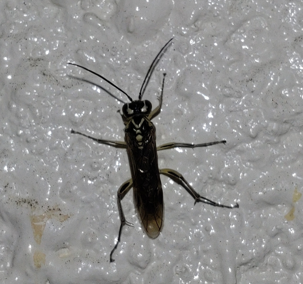 Pachyprotasis sasabensis