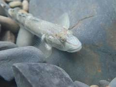 Rhinogobius gigas