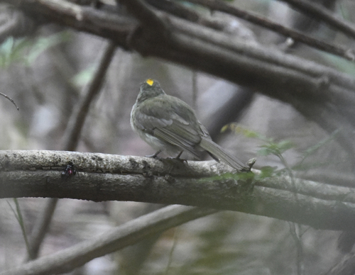 Pale-bellied Tyrant-Manakin (Neopelma pallescens), photo 6