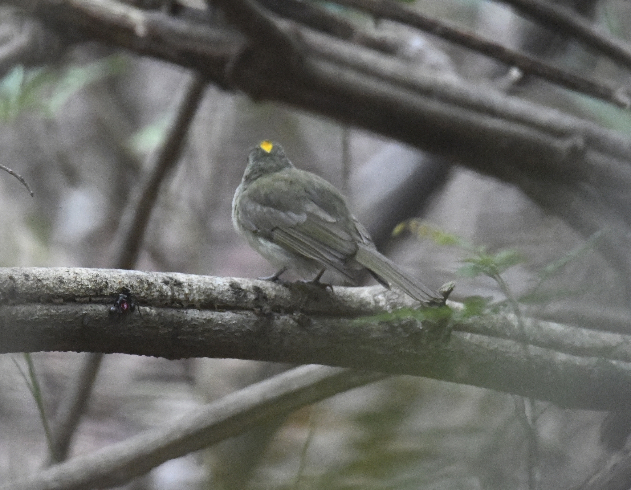 Pale-bellied Tyrant-Manakin (Neopelma pallescens), photo 6