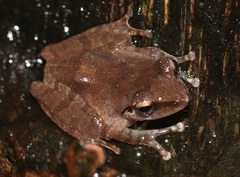Pseudophilautus amboli