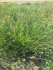 Carex athrostachya