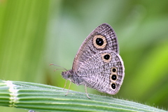 Ypthima huebneri