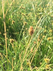 Carex athrostachya