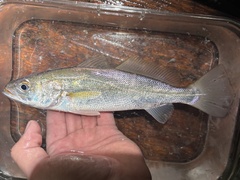 Sand Seatrout photo 4