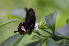 Papilio polytes
