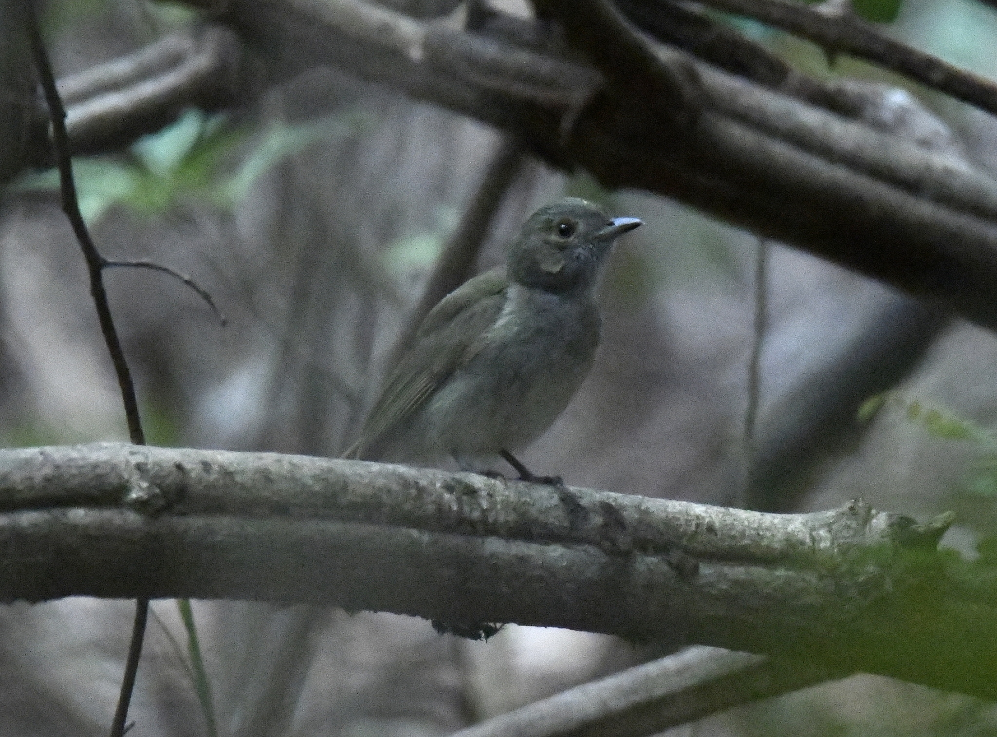Pale-bellied Tyrant-Manakin (Neopelma pallescens), photo 9