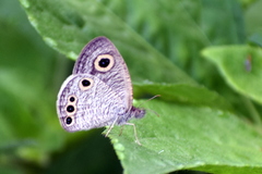 Ypthima huebneri