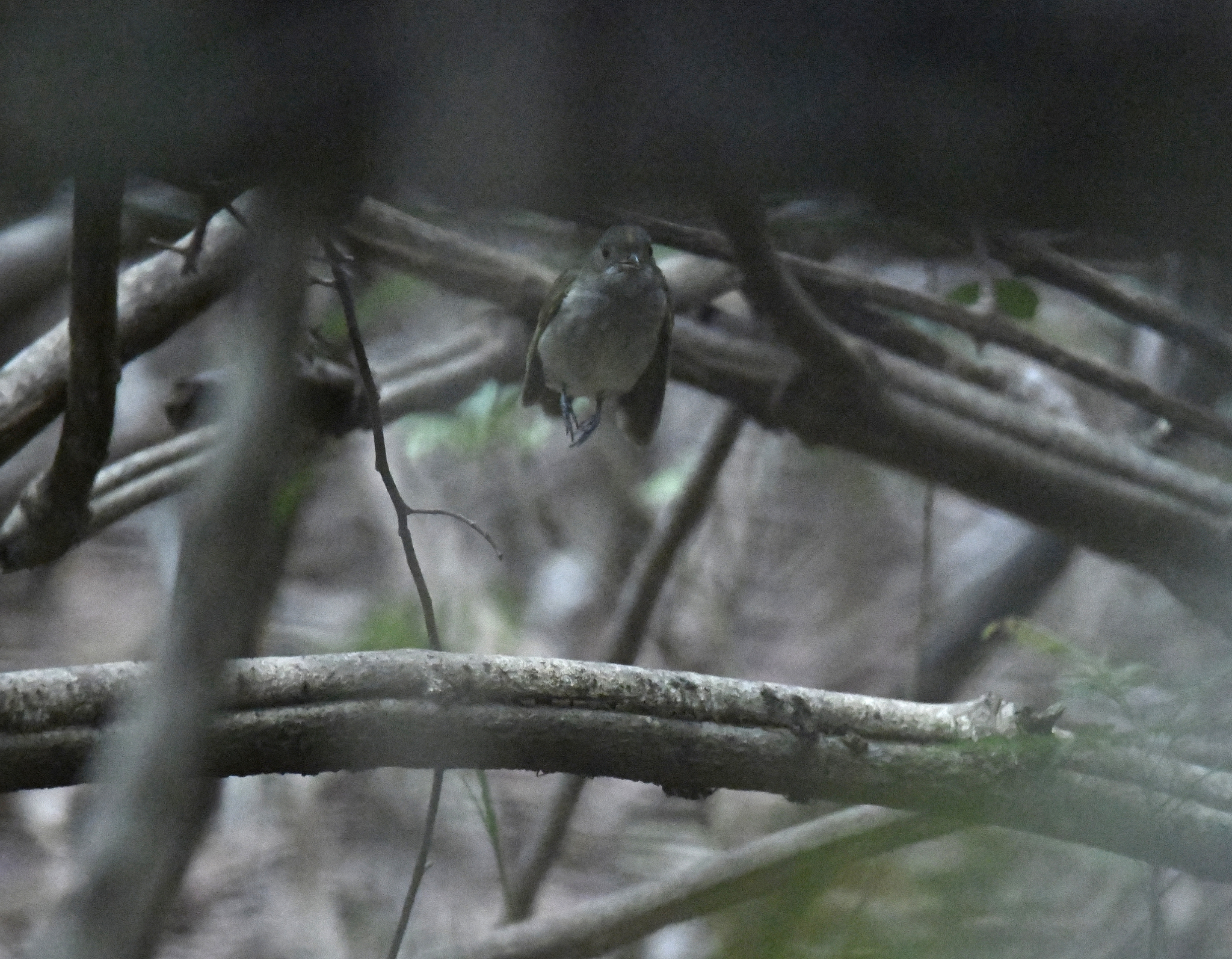 Pale-bellied Tyrant-Manakin (Neopelma pallescens), photo 5