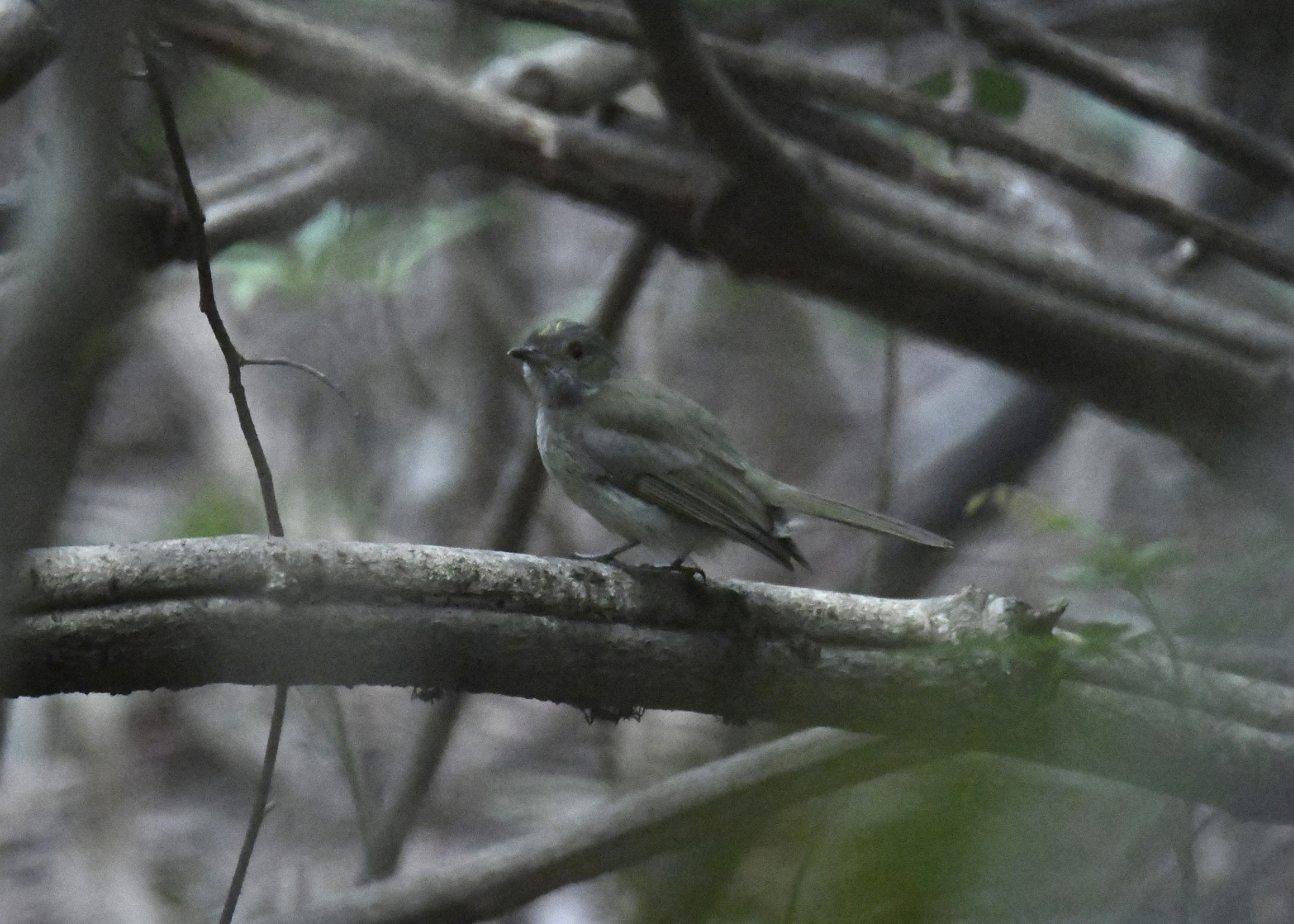Pale-bellied Tyrant-Manakin (Neopelma pallescens), photo 10
