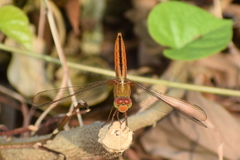 Crocothemis servilia