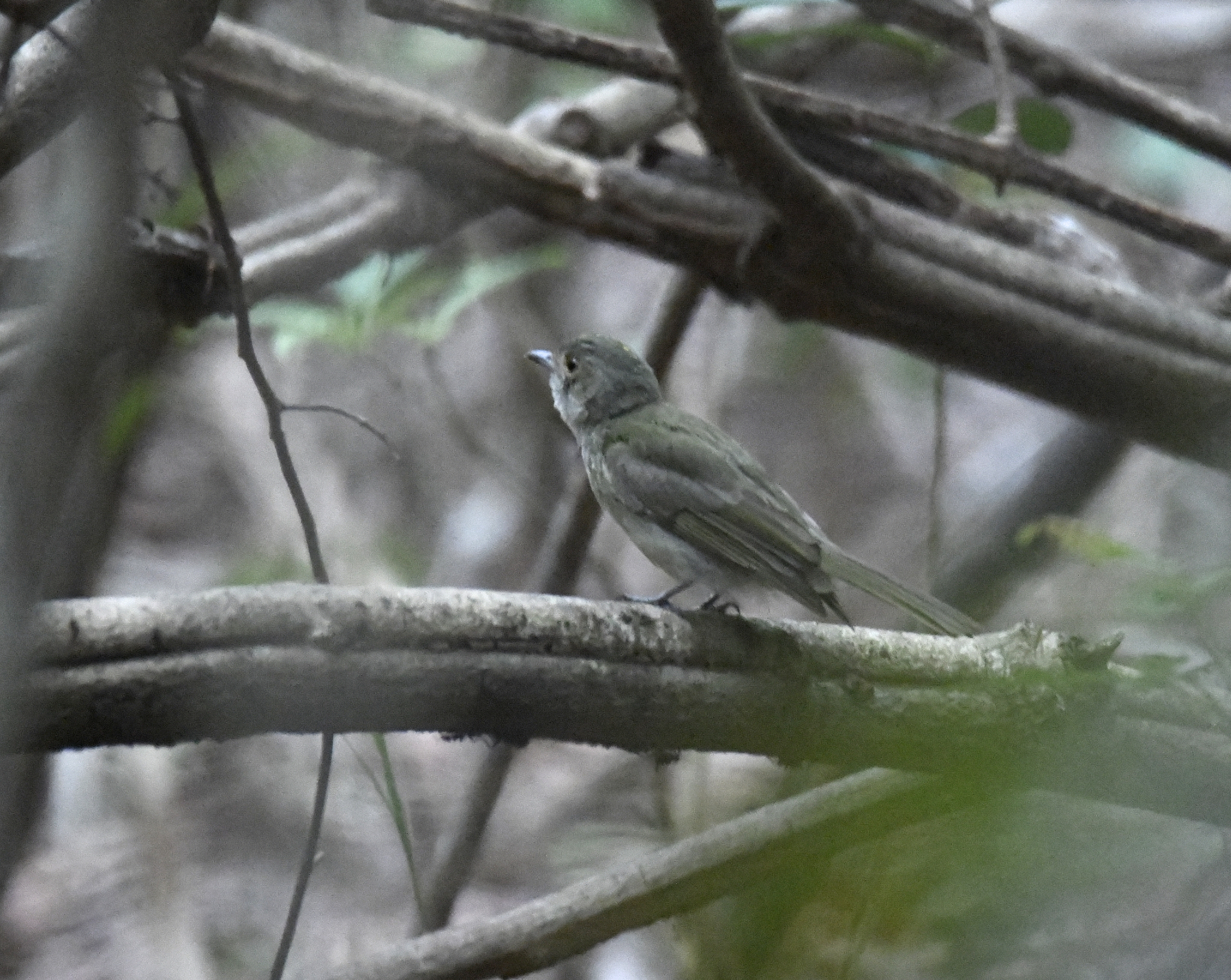Pale-bellied Tyrant-Manakin (Neopelma pallescens), photo 8