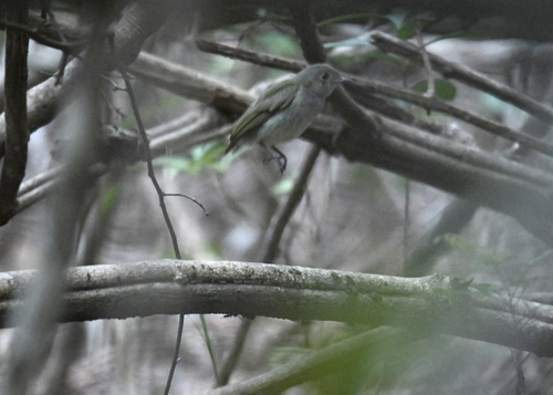 Pale-bellied Tyrant-Manakin (Neopelma pallescens), photo 7