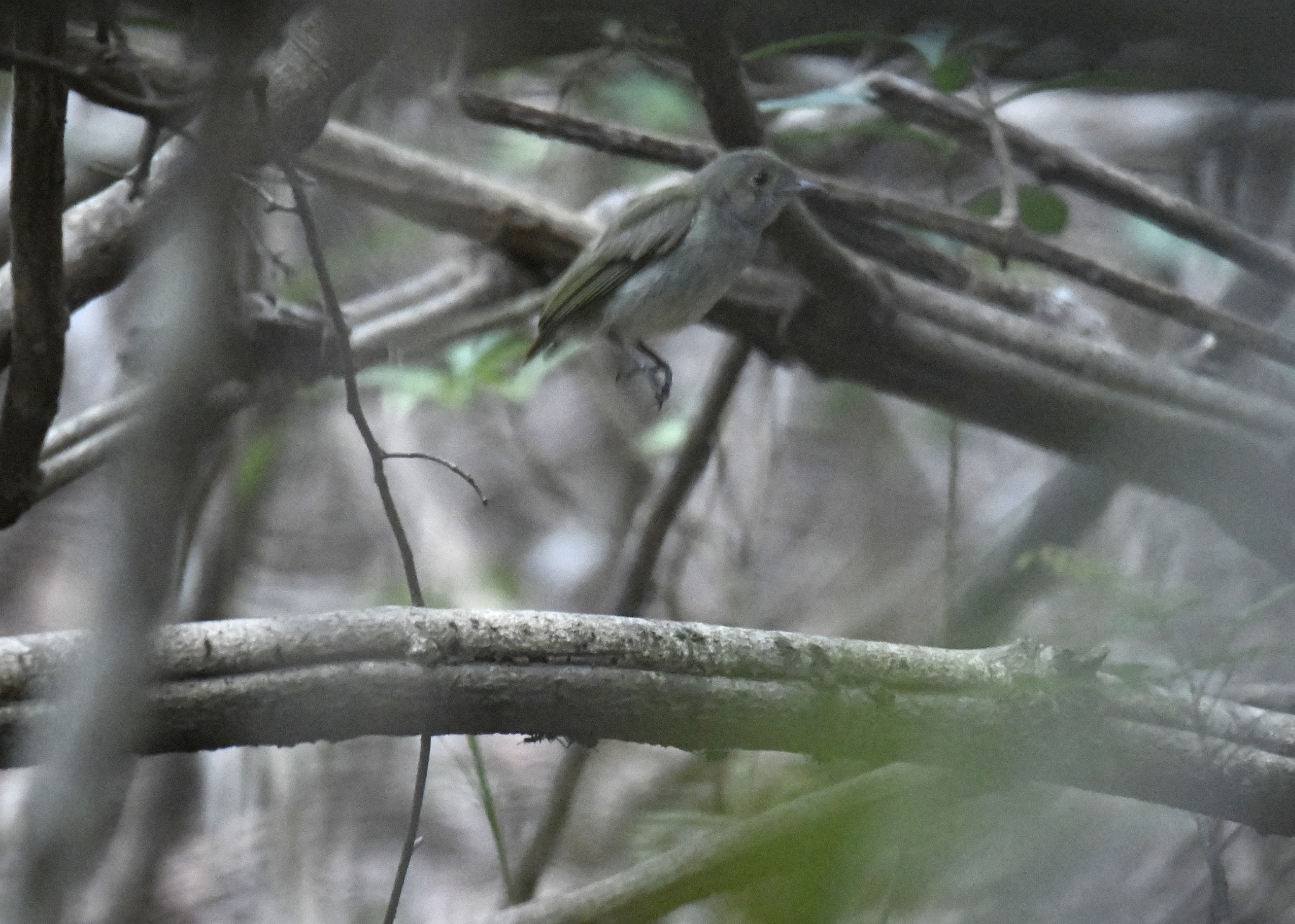 Pale-bellied Tyrant-Manakin (Neopelma pallescens), photo 7