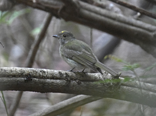 Pale-bellied Tyrant-Manakin (Neopelma pallescens), photo 4