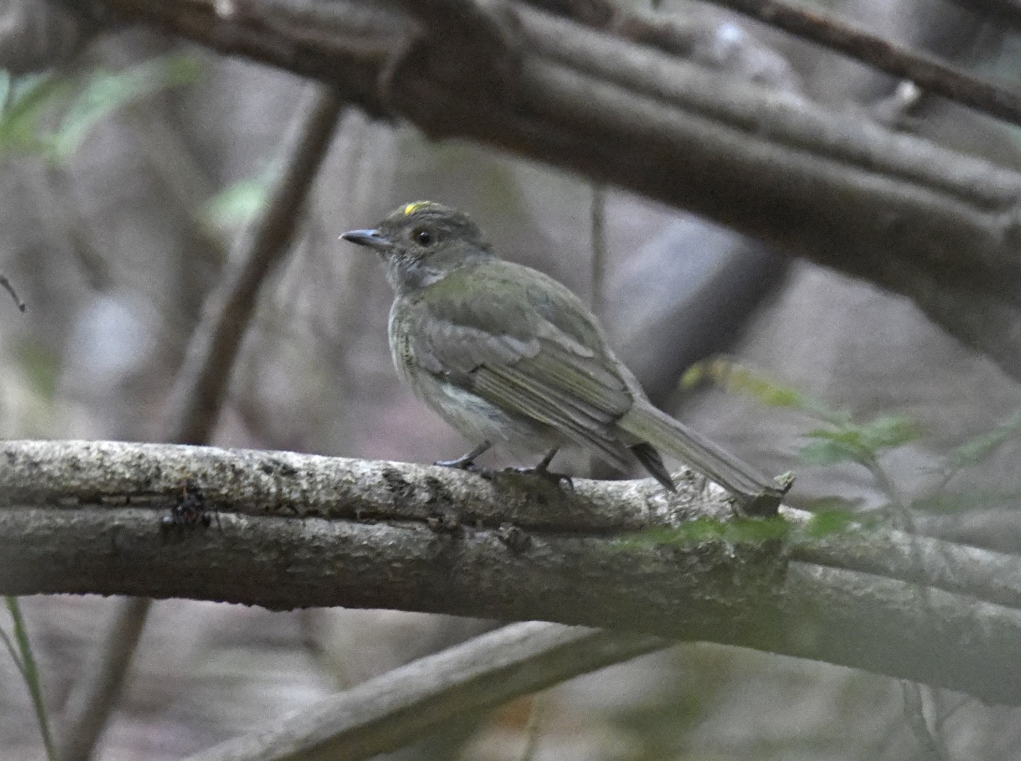 Pale-bellied Tyrant-Manakin (Neopelma pallescens), photo 4