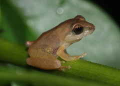 Pseudophilautus
