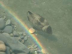 Plectorhinchus gibbosus