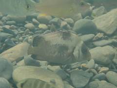 Plectorhinchus gibbosus