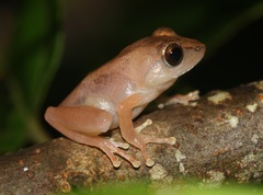 Pseudophilautus