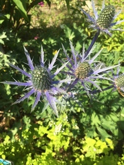 Eryngium hookeri
