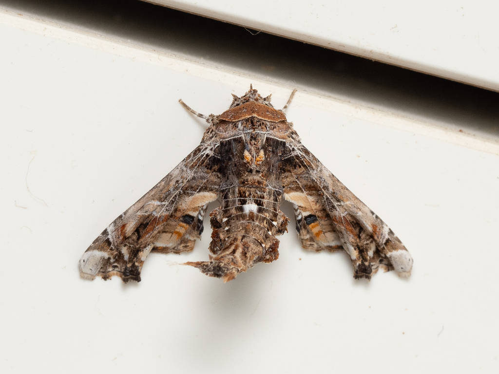 Eutelia adulatricoides
