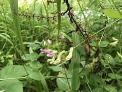 Vicia dumetorum