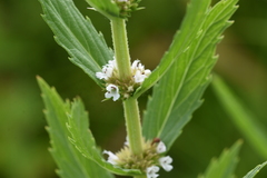Lycopus asper