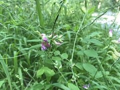 Vicia dumetorum