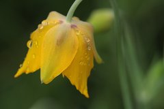 Calochortus barbatus