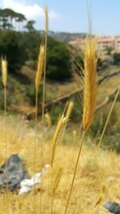 Hordeum bulbosum