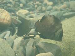 Plectorhinchus gibbosus