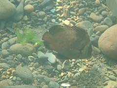 Plectorhinchus gibbosus