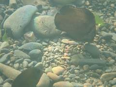 Plectorhinchus gibbosus