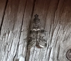 Moodna ostrinella