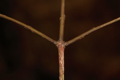 Pleurostylia africana image