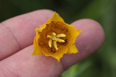 Calochortus barbatus