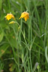 Calochortus barbatus