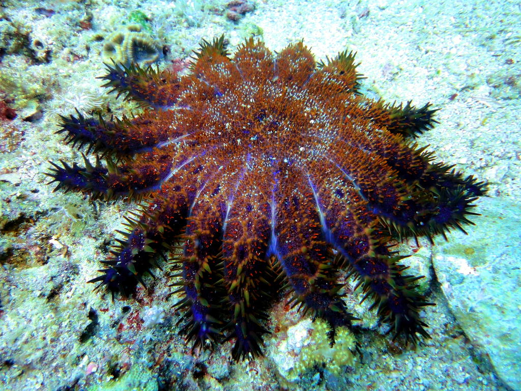 Short-spined Crown-of-Thorns