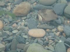 Plectorhinchus gibbosus