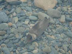 Plectorhinchus gibbosus