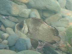 Plectorhinchus gibbosus