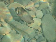 Plectorhinchus gibbosus